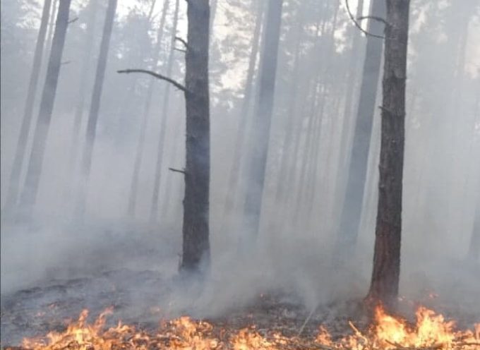 Podpalenie w lesie