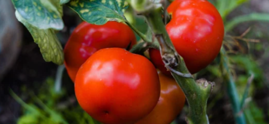 Dwa ogórki i dwa pomidory. W UK wprowadzono limity sprzedaży. Czy problem może dotrzeć do polskich miast?
